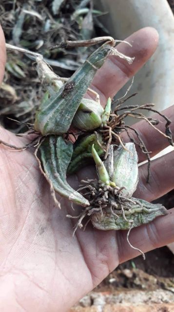 Củ hoa lan bầu rượu (củ nhỏ)