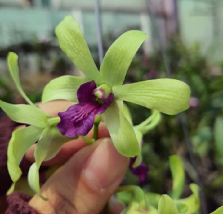 Denro nắng Tre xanh