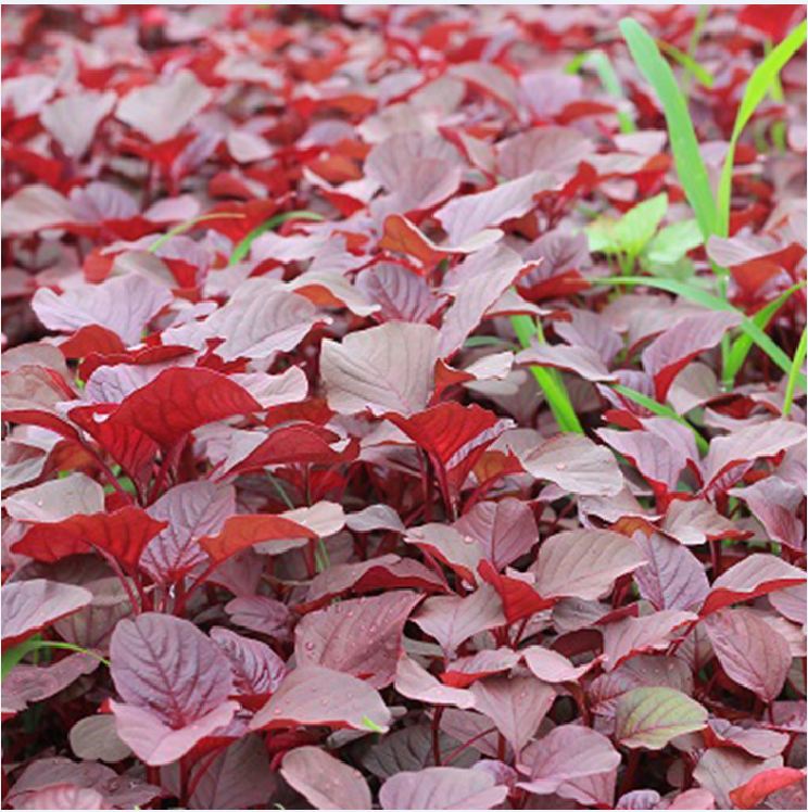 Hạt Giống Dền đỏ Lá Nhọn Amaranth Red 068 - ( 50gr - 92,000 hạt )