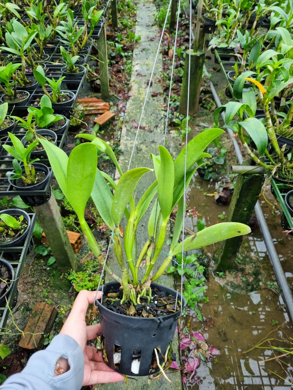 Hoa lan catt tú cầu cam