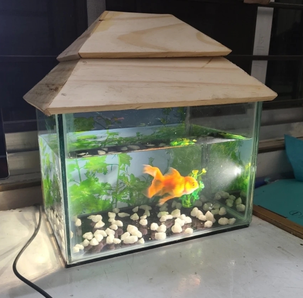 Glass%20Made%20Deshi%20Aquarium%20For%20Fish%20With%20All%20Accessories%20You%20Don't%20Have%20To%20Buy%20Anything%20(Big%20Size%2018x9x10%20Inches)%20-%20Image%2010