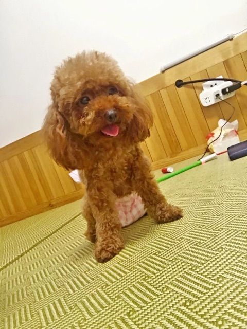 Bỉm (tã lót) cho các Boss 🐶 🐯