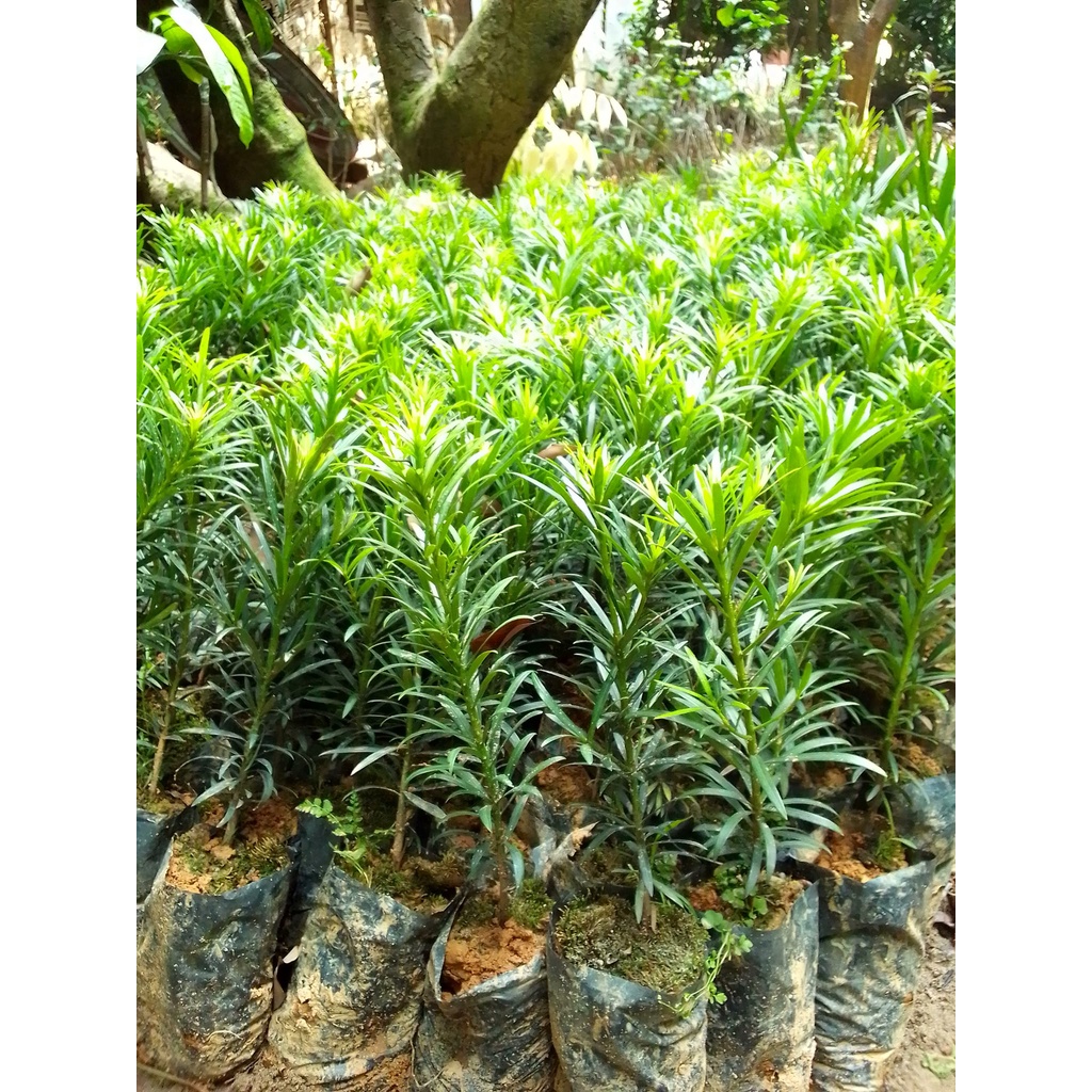CÂY TÙNG LA HÁN -VẠN NIÊN TÙNG ( Cây  cao từ 20cm đến 30cm )