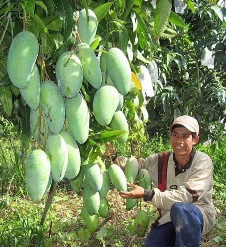 CÂY XOÀI THÁI LAN (trồng chậu)