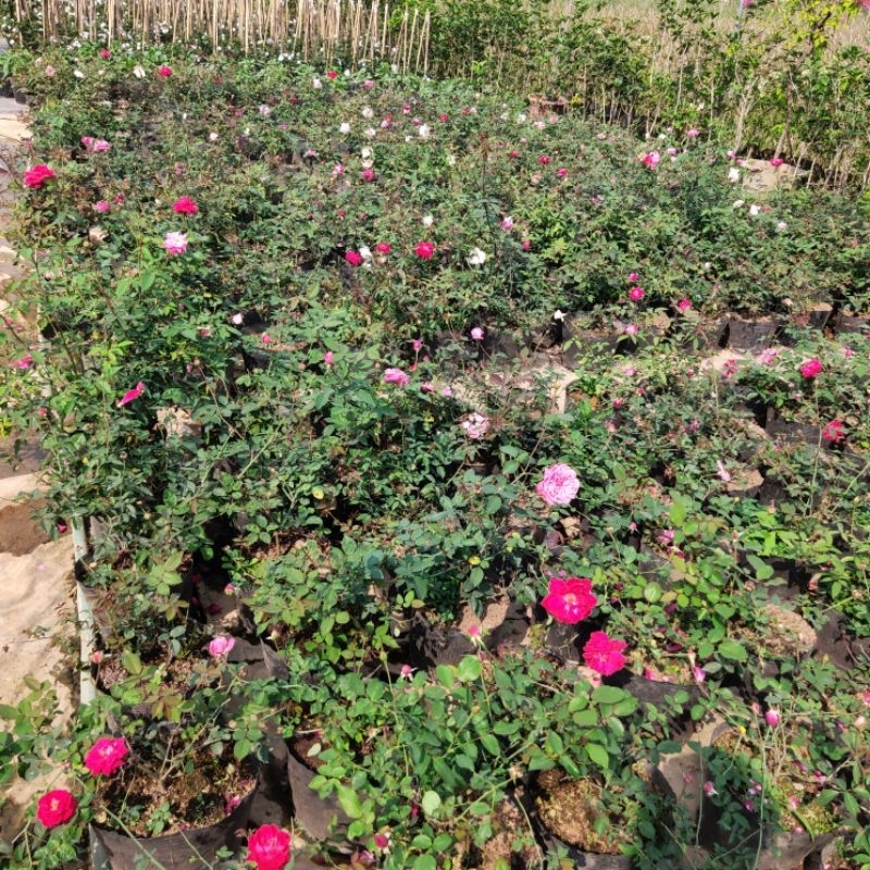 Hoa hồng Nhung cổ, Quế son, Quế hồng