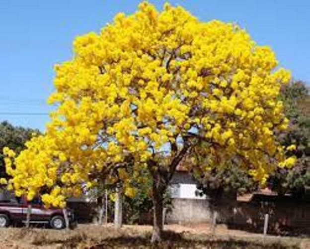 combo 2 cây chuông vàng đẹp cao 45cm