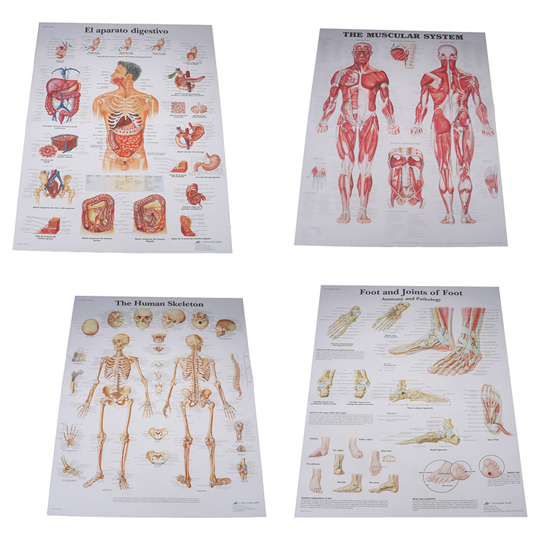 %E3%80%90GlowBound%E3%80%91Hospital%20Massage%20Map%20Human%20Anatomy%20Muscles%20System%20Art%20Poster%20Print%20Body%20Map%20Silk%20Painting%20Wall%20Pictures%20For%20Medical%20Education%20-%20Image%205