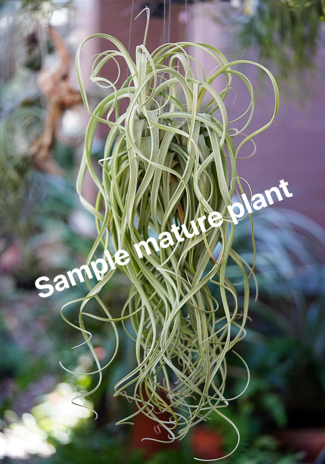 Tillandsia uruguayensis ex. EJG 分け株 欧州産 Tillandsia uruguayensis ex. EJG 分け株 欧州産 - メルカリ