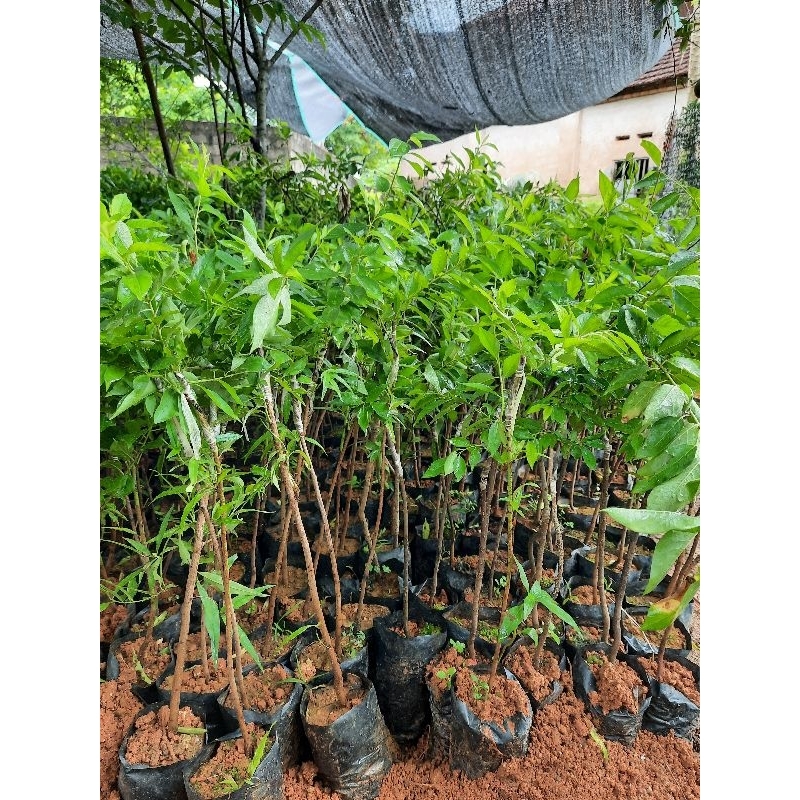 [Mã LIFE1511A giảm 10% đơn 50K] CÂY GIỐNG MẬN HẬU QUẢ TO NGỌT