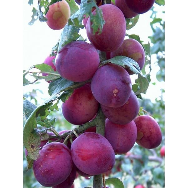 Cây giống mận tím trái to