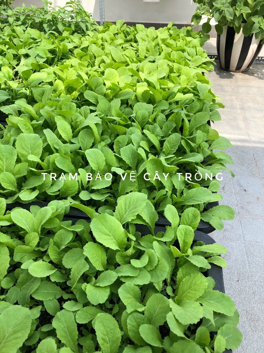 Phân Trùn Quế nguyên chất Lavamix gói 2kg