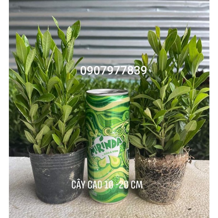 Chậu Mẫu Đơn 5 Màu, Bông Trang (Gửi Cây Hình Cuối)
