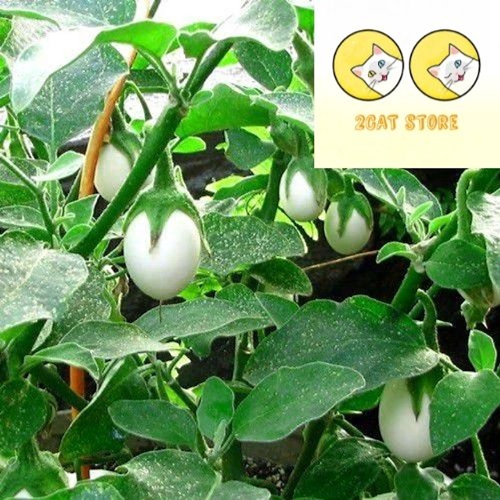 Hạt Giống Cà Trứng Ngỗng Rado 717 0.5gr