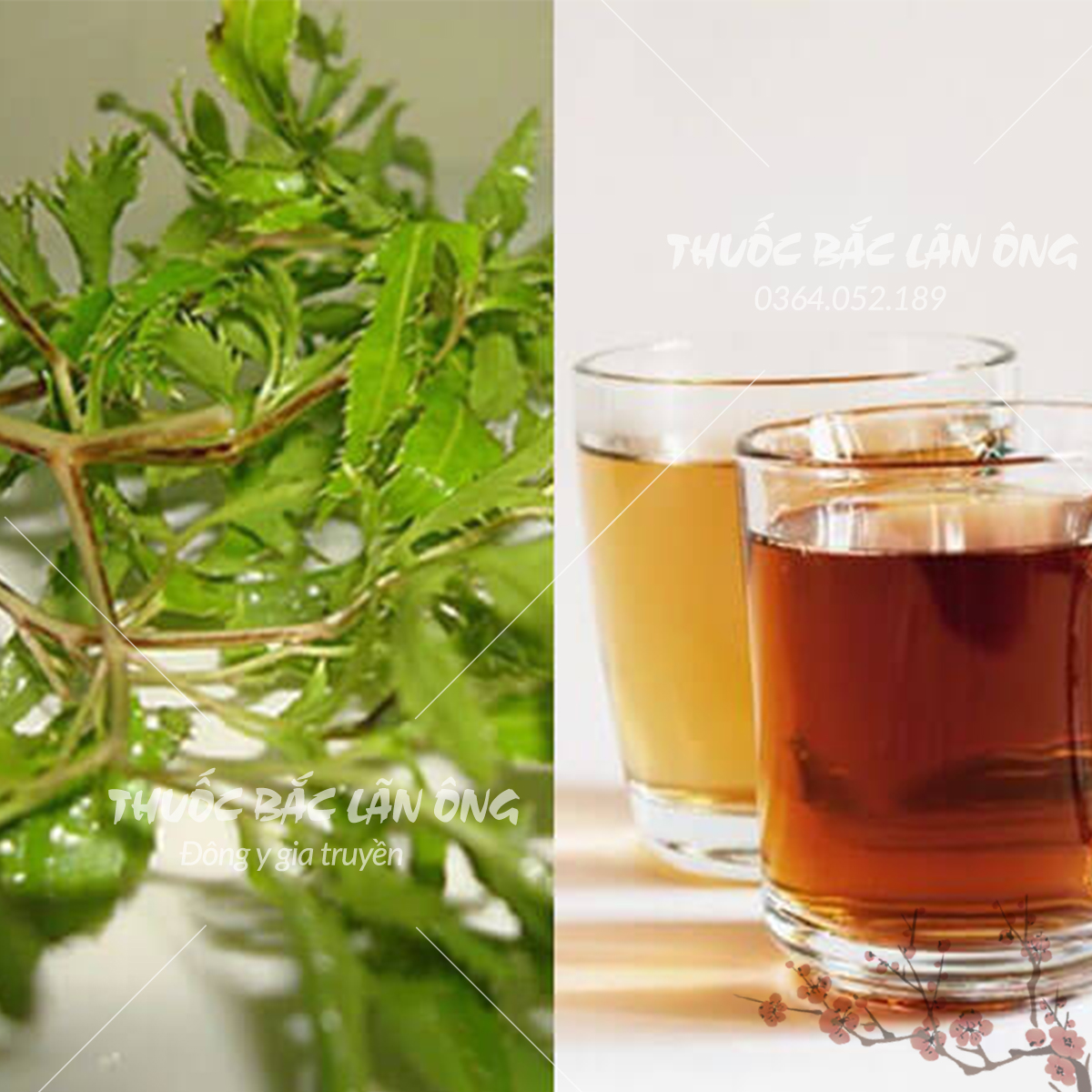 Lá đinh lăng khô 100g, trà đinh lăng, sạch, thơm - Lãn Ông