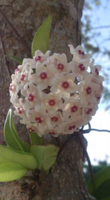 Cây hoa lan cẩm cù các màu