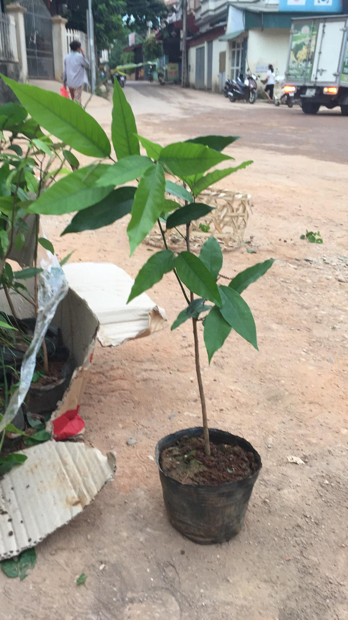 cây giống hoa dẻ thơm (hoa dẻ rừng) - cây giống lớn