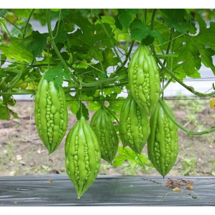 Hạt giống khổ qua f1 trái ngắn - gói 2 gram