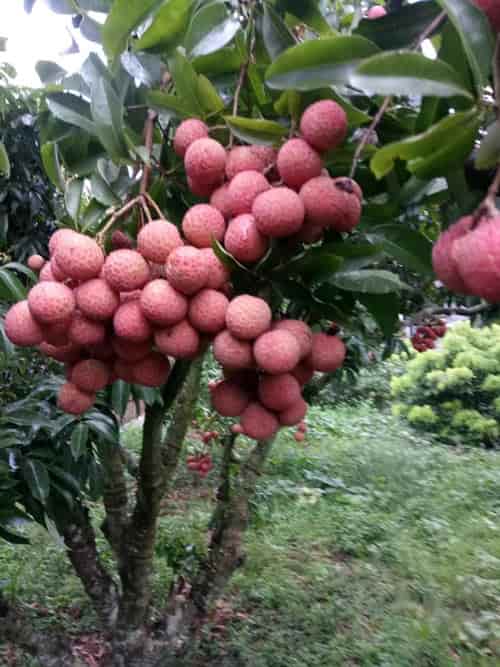 CÂY GIỐNG VẢI THIỀU HẠT LÉP