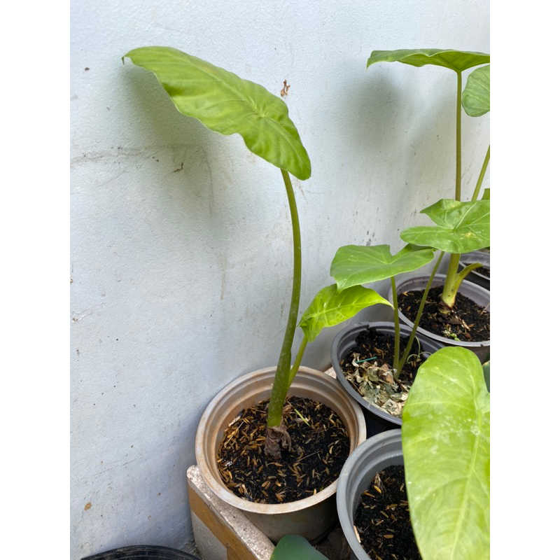 (HOẢ TỐC) CÂY RÁY VOI XANH (cao 30 - 50cm) - 1 cây