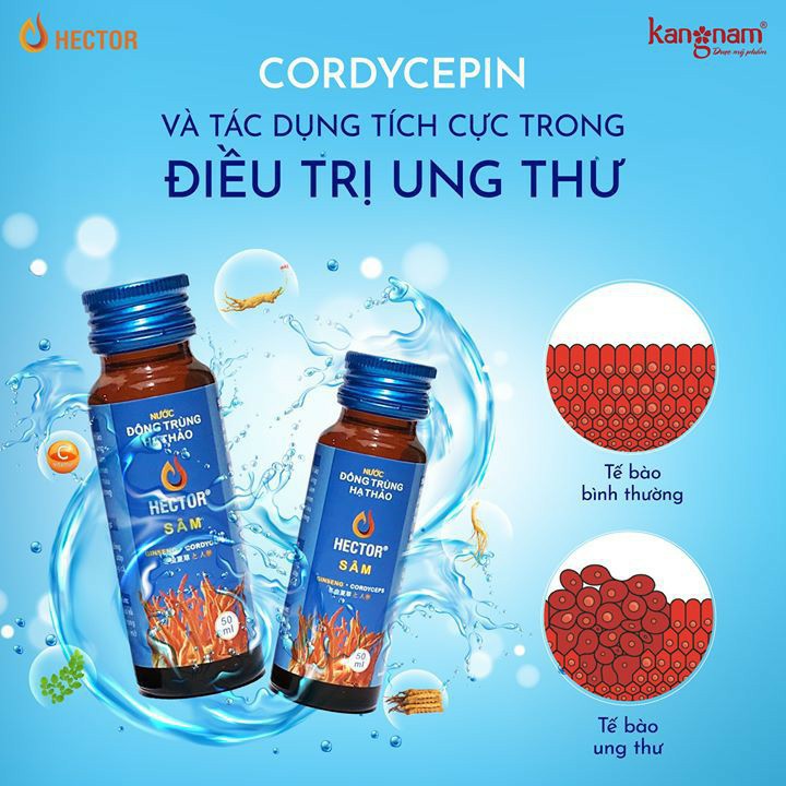 Hộp 10 Chai Hector Cordyceps Ginseng   Sâm( xanh)