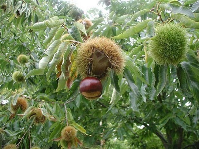 cây giống hạt dẻ đen trùng khánh