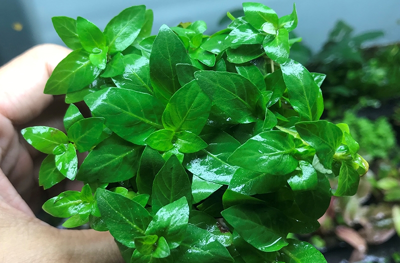 RAU THƠM THỦY SINH (25 NGỌN) LÁ NƯỚC