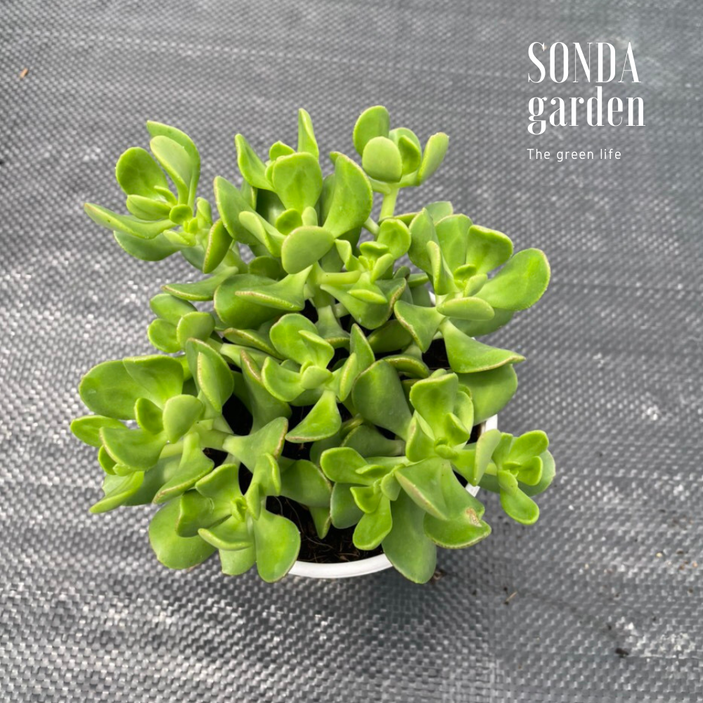 SEN ĐÁ THẠCH BÍCH LÁ XOĂN SIZE TRUNG BÌNH, LỖI 1 ĐỔI 1