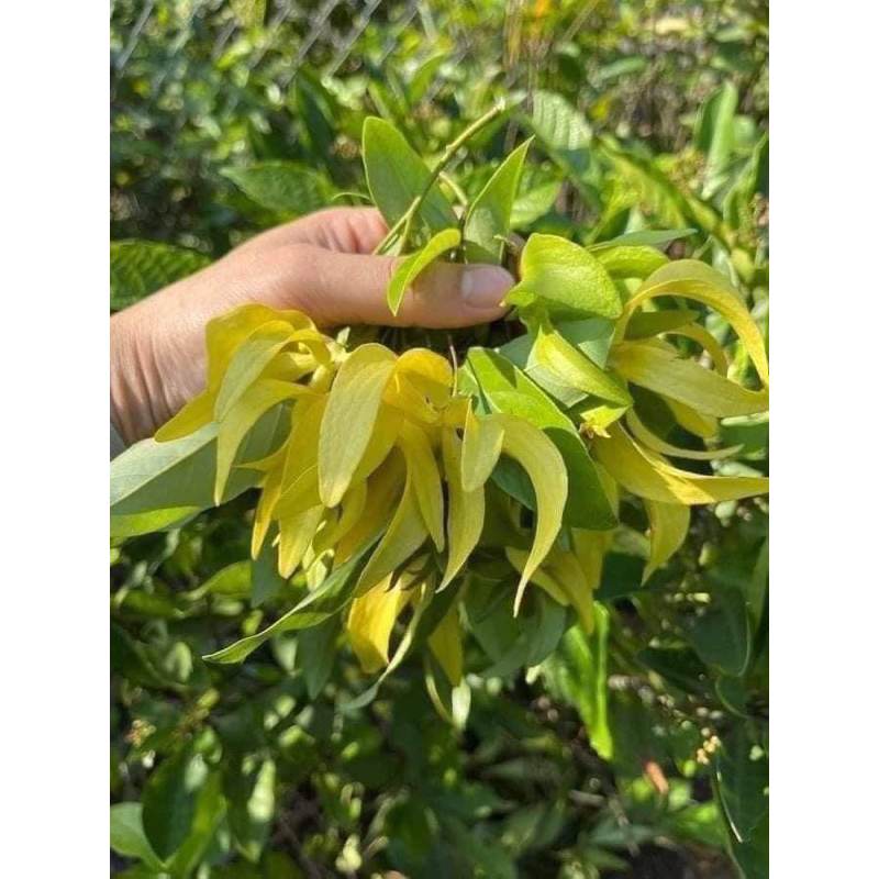 Cây Giống Hoa Dẻ Thơm