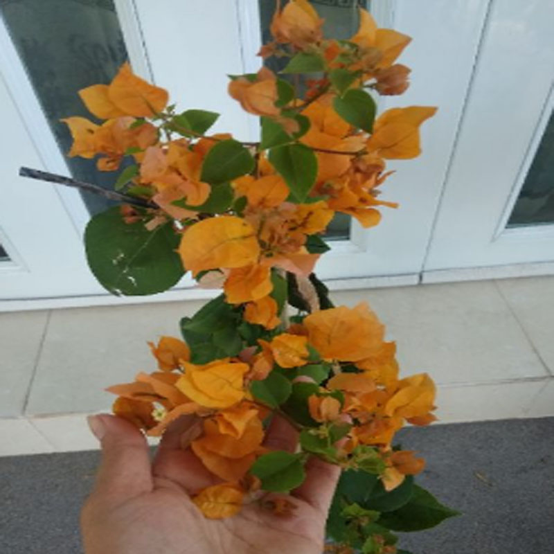 Cây Bông Giấy Vàng - cây cảnh sân vườn
