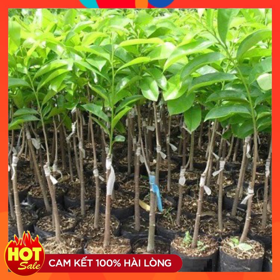 cây giống mãng cầu xiêm thái