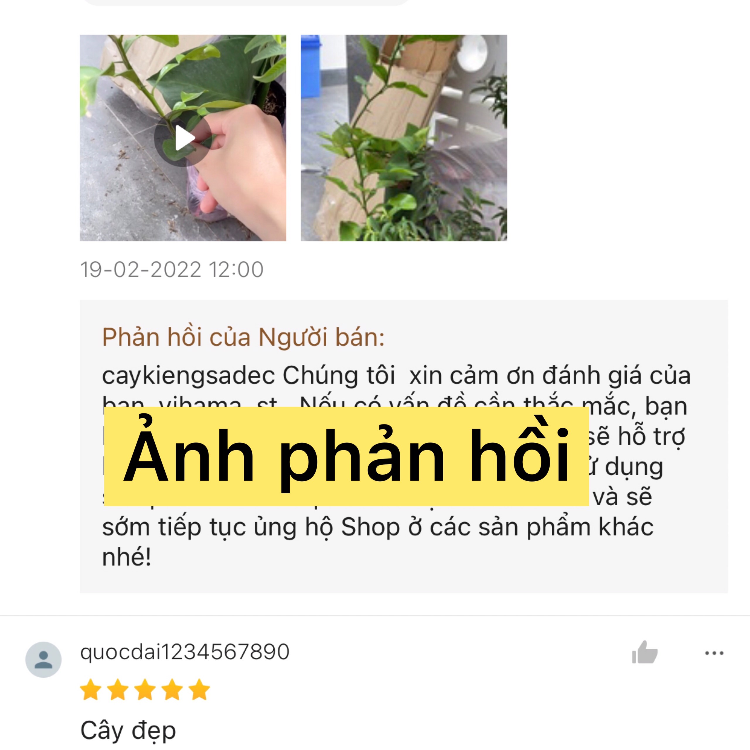 Cây chúc cây trúc, hấp gà, cây ăn quả, ăn lá.