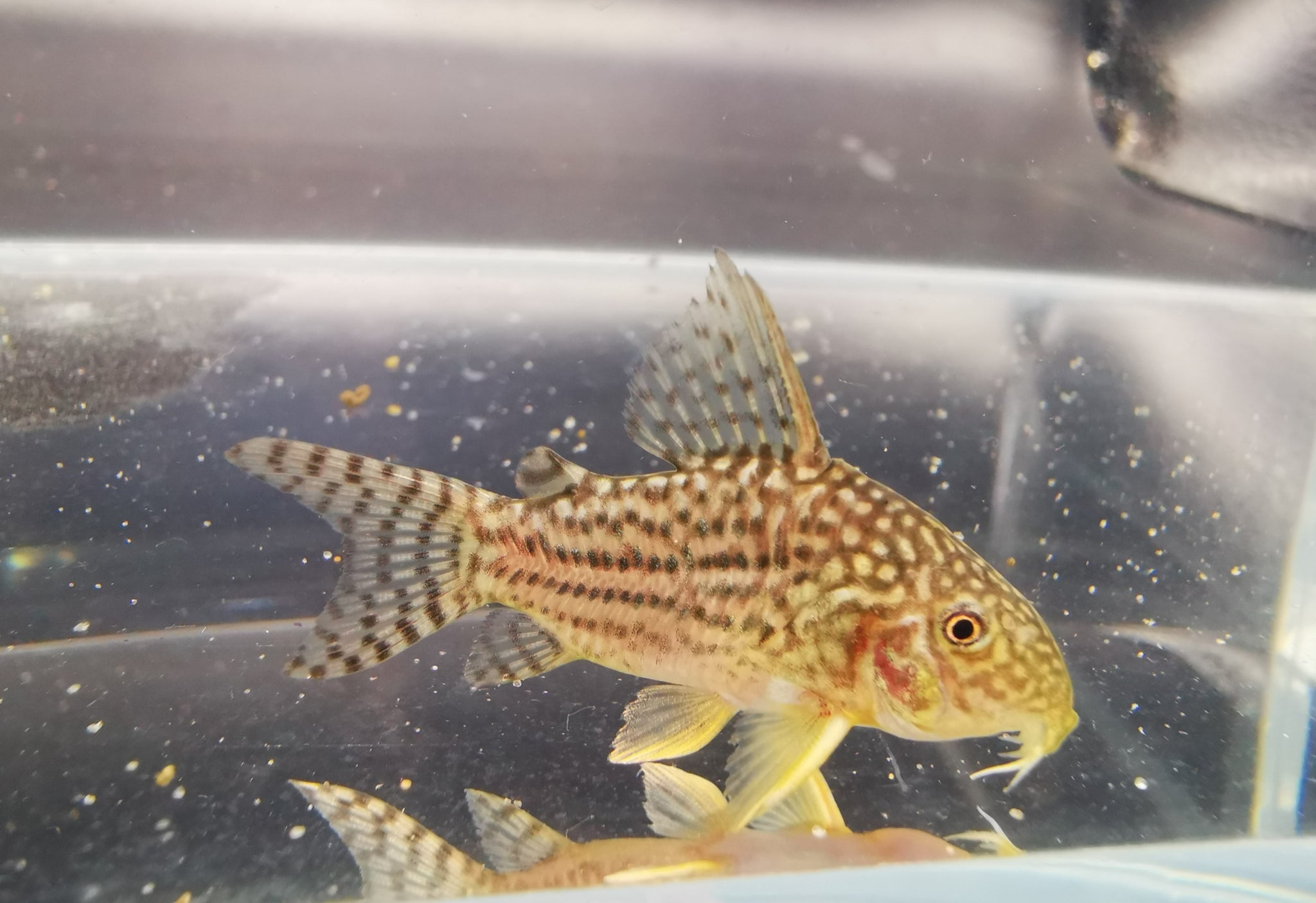 [Livestock]Corydoras sterbai 2.5cm x 5pc Aquatic Animals Fish