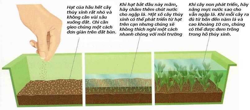 Hạt Trân Châu Lá Lớn- Hạt Giống Thuỷ Sinh