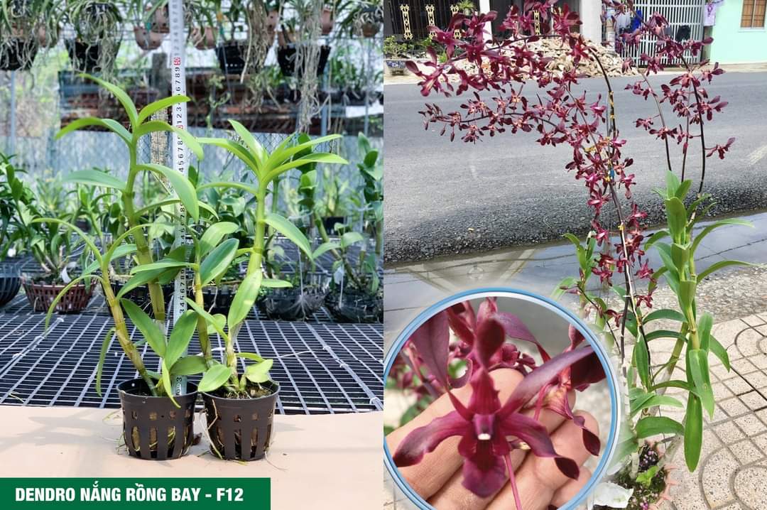 Hoa lan hắc long xưa