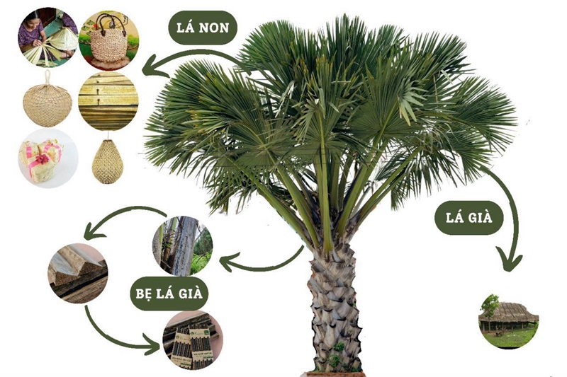 ĐŨA Buông Bình Thuận - Hàng loại 1