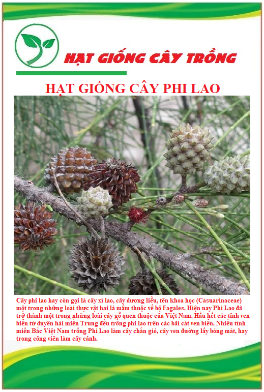 Hạt giống cây giống cây phi lao - 1 gói 10 hạt