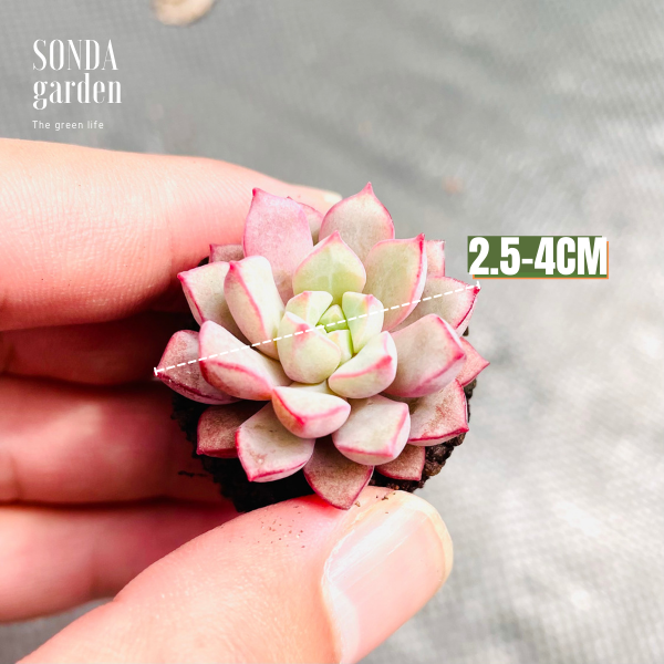 SEN ĐÁ KIM CƯƠnG TÍM SIZE MINI LỖI 1 ĐỔI 1