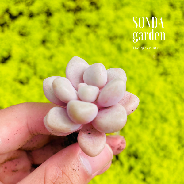 SEN SỎI HƯỜNG SIZE MINI LỖI 1 ĐỔI 1