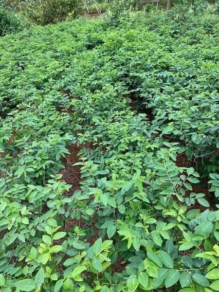 Hạt giống rau ngót 30 hạt ( rau bồ ngót)