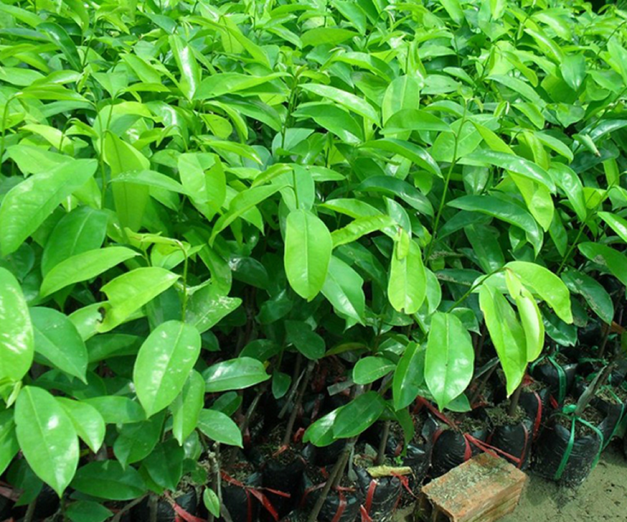 Cây giống Mãng cầu xiêm Thái [ cây ghép cho trái sớm ]. [ MÃNG CẦU gai siêu sớm. ]