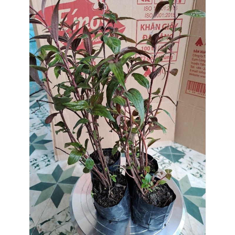 2 bầu cây thu.ốc dòi, bọ mắm loại tím