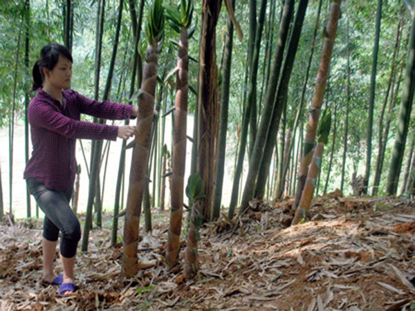 Cây Giống Măng Tre Vầu đắng - măng ăn cực ngon, thân tre làm nguyên liệu sản xuất