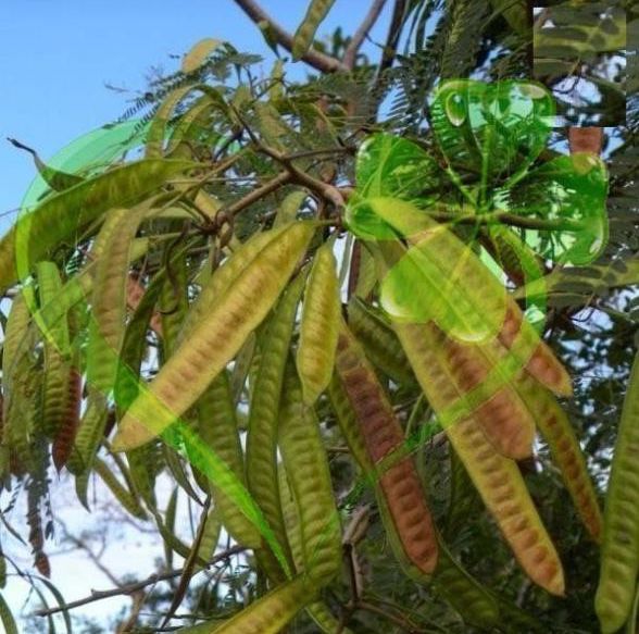 Hạt cây keo dậu cây bình linh - gói 10 gram