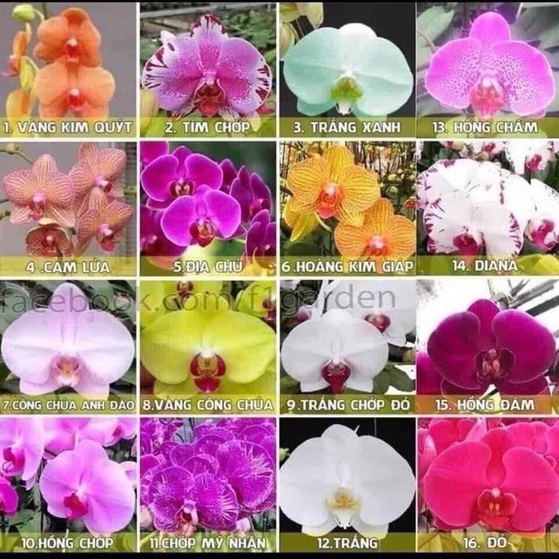 CÂY GIỐNG LAN HỒ ĐIỆP CỐC ĐẠI (ĐÃ CÓ NGỒNG - ĐỦ MÀU)