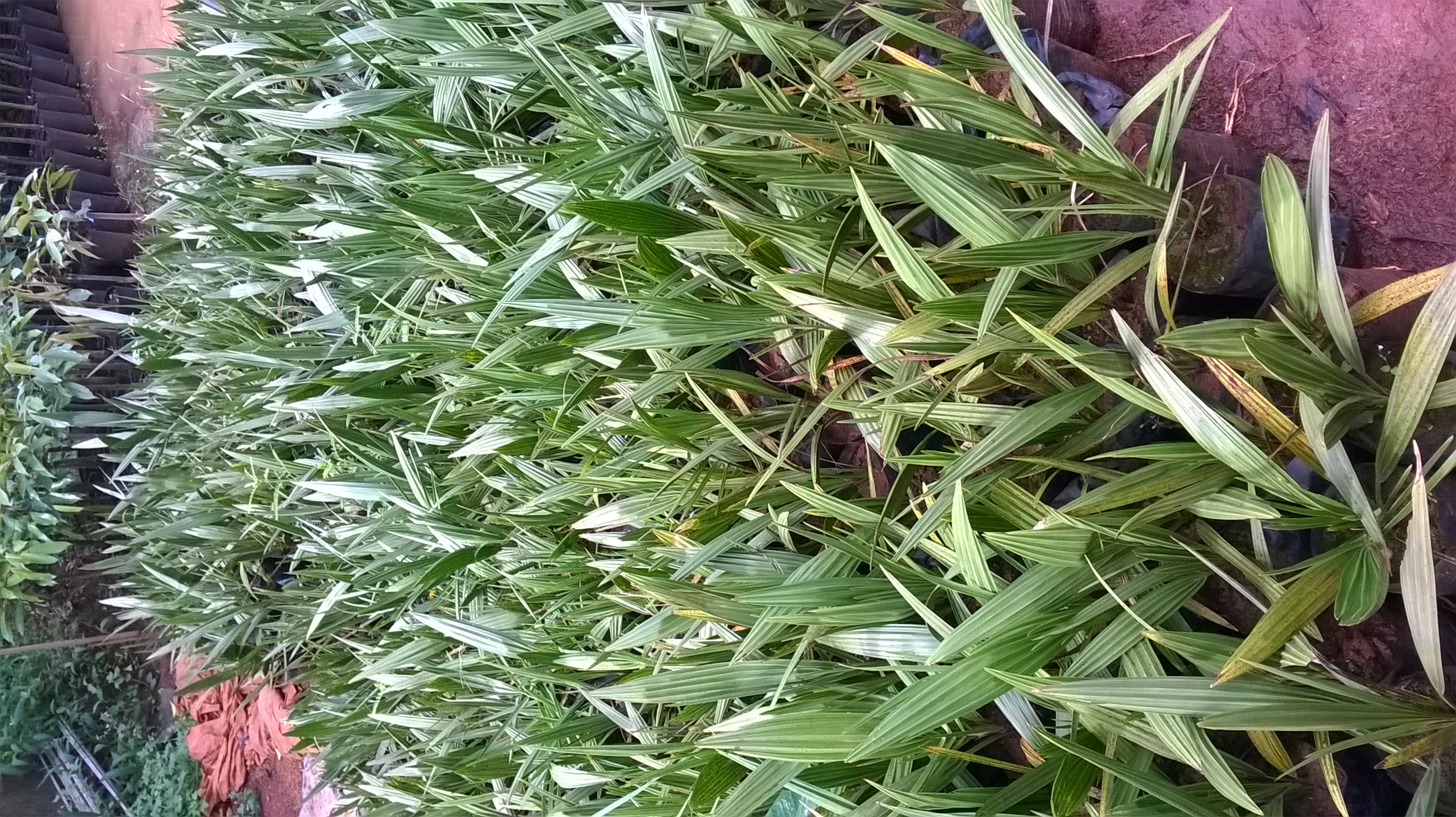 CÂY GIỐNG CHÀ LÀ LÙN SIÊU QUẢ. [ 2 NĂM CHO QUẢ ]