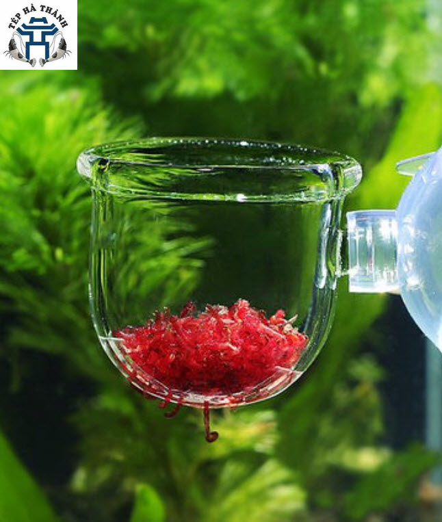 [Hoàn Tiền 10%] Cốc Đựng Giun Cho Cá Ăn - Cốc Đựng Giun Dán Bể Kính