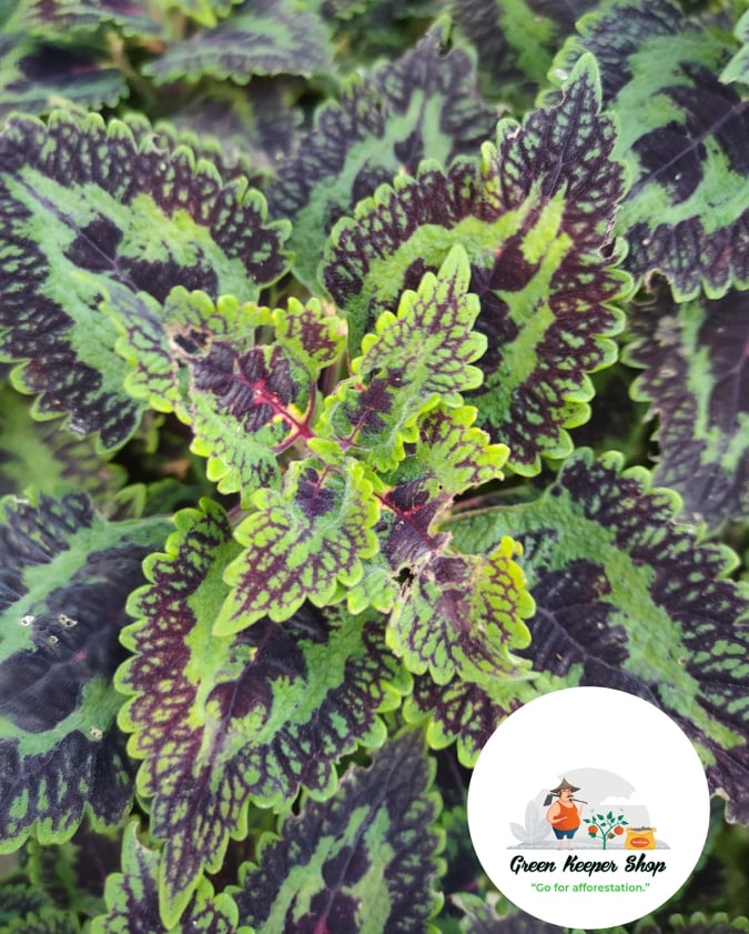 Mayana Plant Painted Line ( Rare Mayana ) Live Plant With FREE Plastic