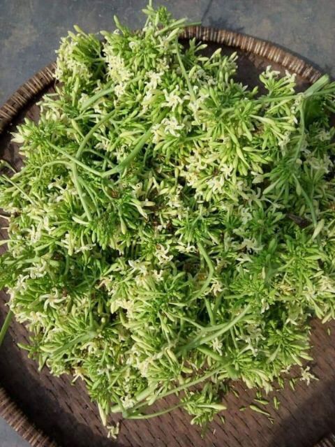 hoa đu đủ đực phơi khô