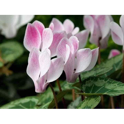 Tay bóp bình xịt DUDACO (4L 6L 8L, ...)