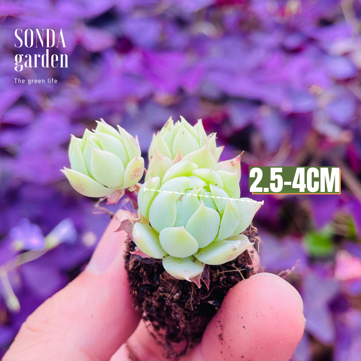 SEN ĐÁ DÙ KIM SIZE MINI LỖI 1 ĐỔI 1